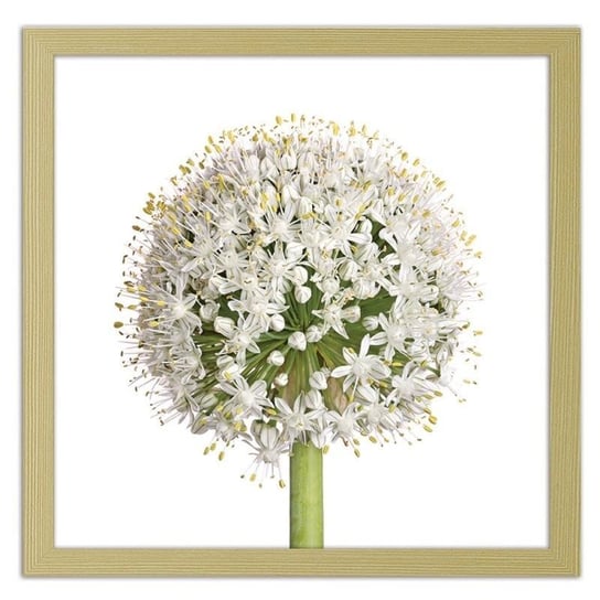 Obraz w ramie naturalnej FEEBY Biały kwiat czosnku, 80x80 cm Feeby