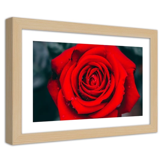 Obraz w ramie naturalnej FEEBY, Piękna Czerwona Róża Kwiat 90x60 Feeby