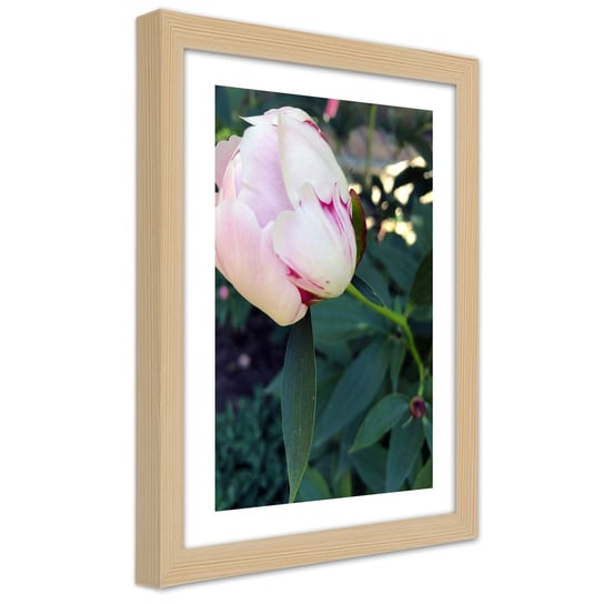 Obraz w ramie naturalnej FEEBY, Piwonia Kwiat różowy 60x90 Feeby