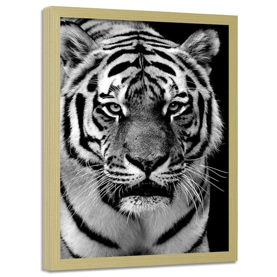 Obraz w ramie naturalnej FEEBY, Tygrys Afryka Czarno Biały 60x80 Feeby
