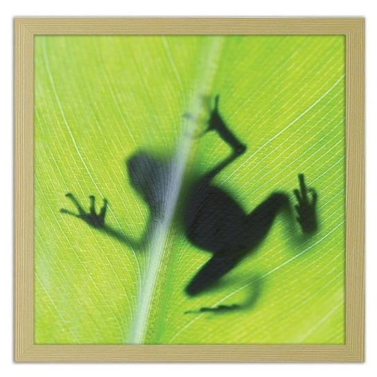 Obraz w ramie naturalnej FEEBY, Żaba na zielonym liściu, 70x70 cm Feeby