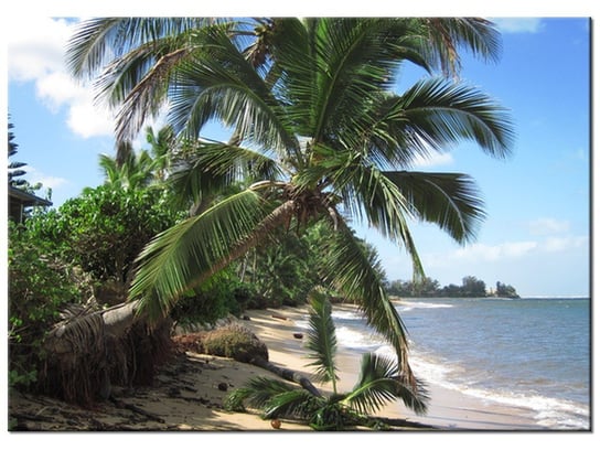 Obraz Wakacje na tropikach - Puuikibeach, 70x50 cm Oobrazy
