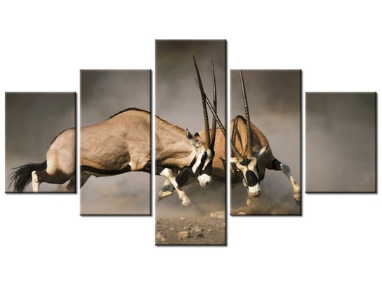 Obraz Walka gemsboków, 5 elementów, 125x70 cm Oobrazy