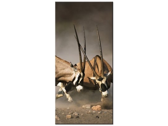 Obraz Walka gemsboków, 55x115 cm Oobrazy