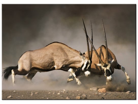 Obraz Walka gemsboków, 70x50 cm Oobrazy