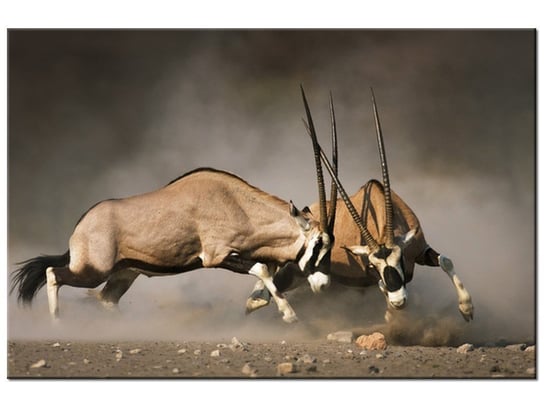 Obraz Walka gemsboków, 90x60 cm Oobrazy