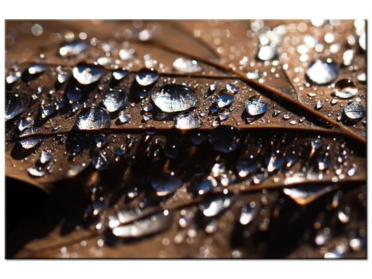 Obraz Wczesna jesień - Jenny Downing, 30x20 cm Oobrazy