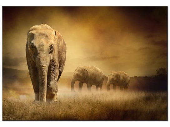 Obraz, Wędrujące słonie, 100x70 cm Oobrazy