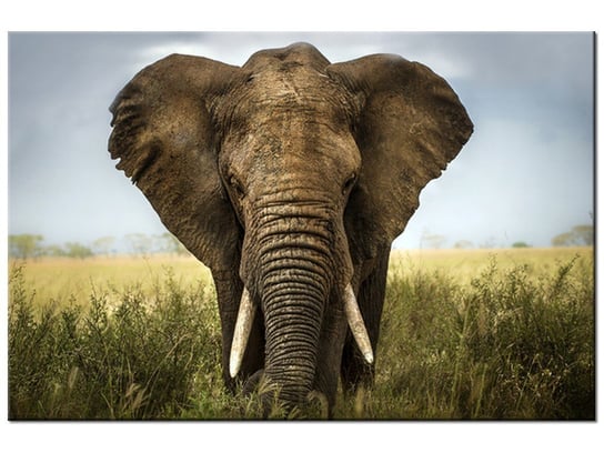 Obraz, Wielki słoń, 120x80 cm Oobrazy