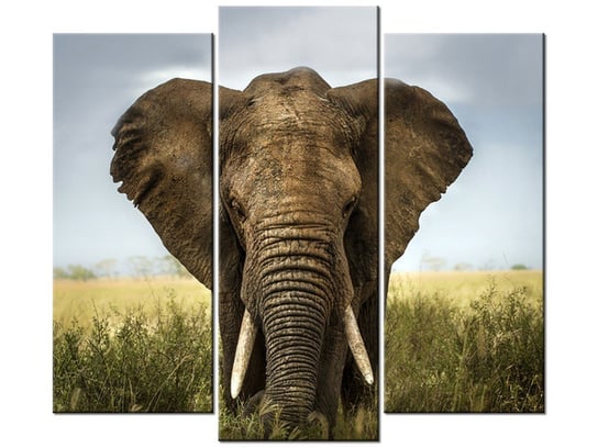 Obraz Wielki słoń, 3 elementy, 90x80 cm Oobrazy