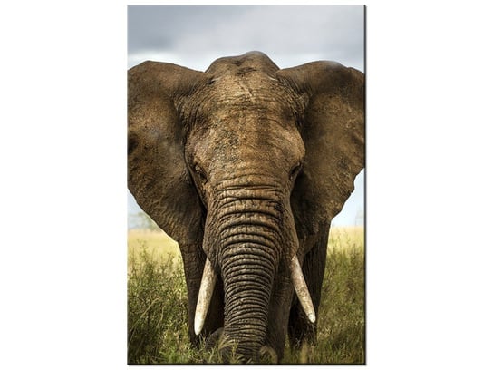 Obraz Wielki słoń, 40x60 cm Oobrazy