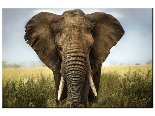Obraz, Wielki słoń, 60x40 cm Oobrazy