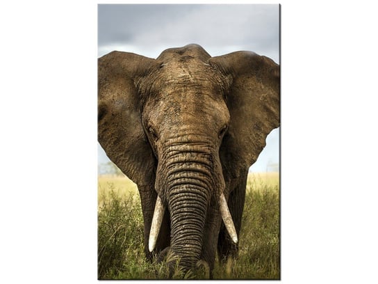 Obraz Wielki słoń, 60x90 cm Oobrazy