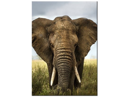 Obraz Wielki słoń, 70x100 cm Oobrazy