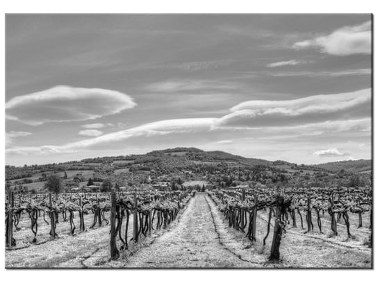 Obraz Winnica - Foto di Spalle, 100x70 cm Oobrazy