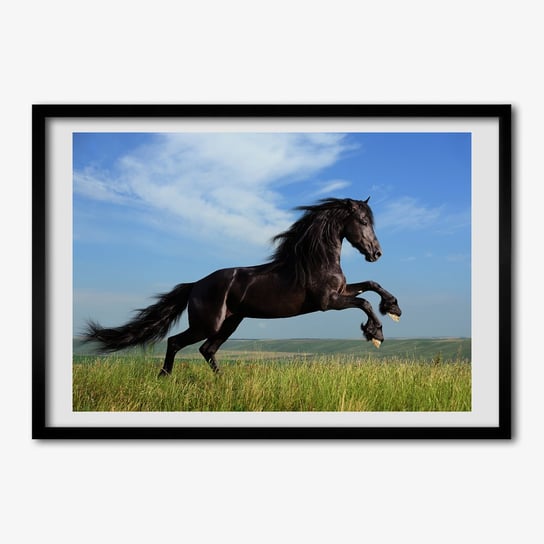 Obraz wiszący z ramką TULUP Czarny koń na łące 70x50 cm cm Tulup