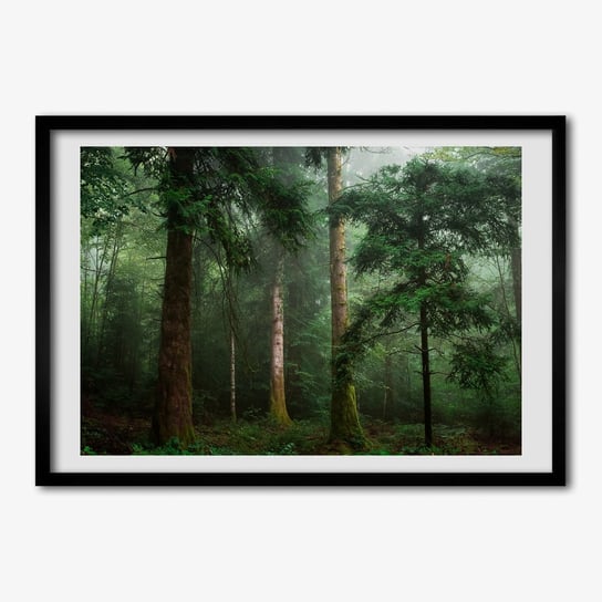 Obraz z ramką do salonu TULUP Mgła w lesie 70x50 cm cm Tulup