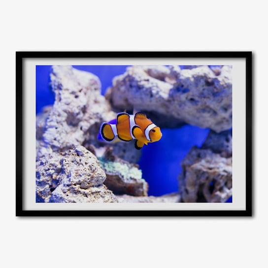 Obraz z ramką TULUP Błazenek rafa koralowa 70x50 cm cm Tulup