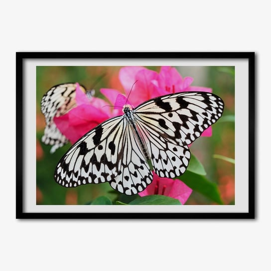 Obraz z ramką TULUP na ścianę Motyl na kwiatku 70x50 cm Tulup