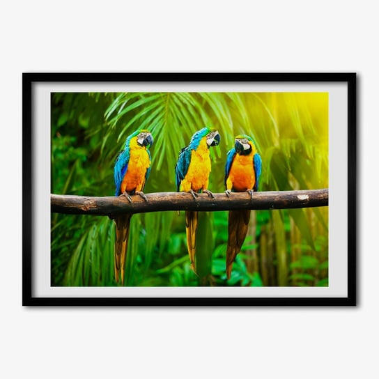 Obraz z ramką TULUP na ścianę Papugi na gałęzi 70x50 cm Tulup