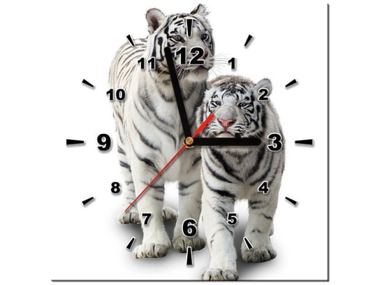 Obraz z zegarem, Białe tygrysy, 1 element, 30x30 cm Oobrazy