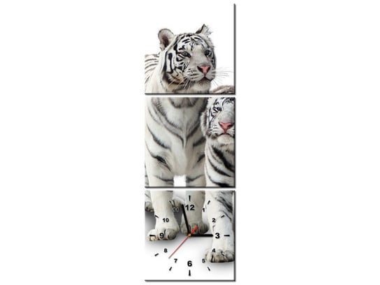 Obraz z zegarem, Białe tygrysy, 3 elementy, 30x90 cm Oobrazy