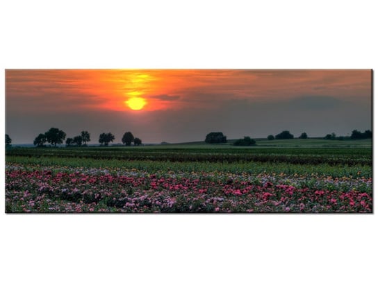 Obraz Zachód słońca nad polem kwiatów, 100x40 cm Oobrazy