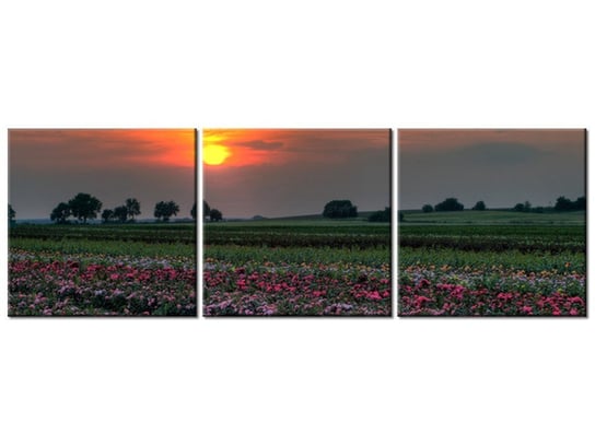 Obraz Zachód słońca nad polem kwiatów, 3 elementy, 90x30 cm Oobrazy