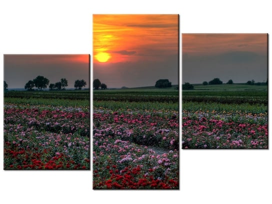 Obraz Zachód słońca nad polem kwiatów, 3 elementy, 90x60 cm Oobrazy