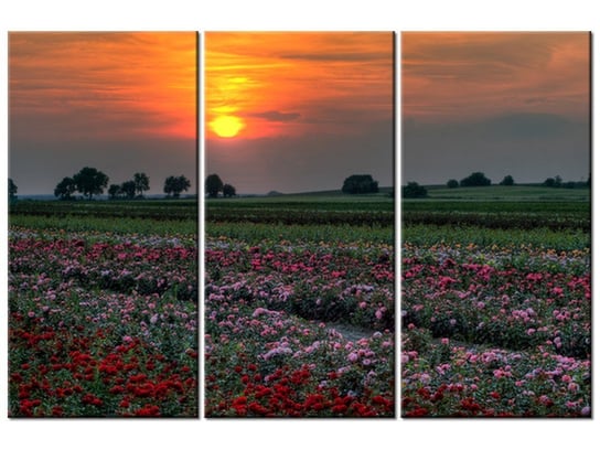 Obraz Zachód słońca nad polem kwiatów, 3 elementy, 90x60 cm Oobrazy