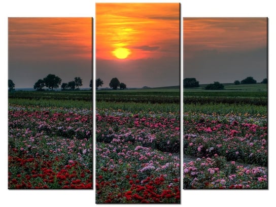 Obraz Zachód słońca nad polem kwiatów, 3 elementy, 90x70 cm Oobrazy