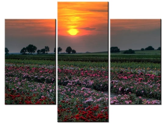 Obraz Zachód słońca nad polem kwiatów, 3 elementy, 90x70 cm Oobrazy