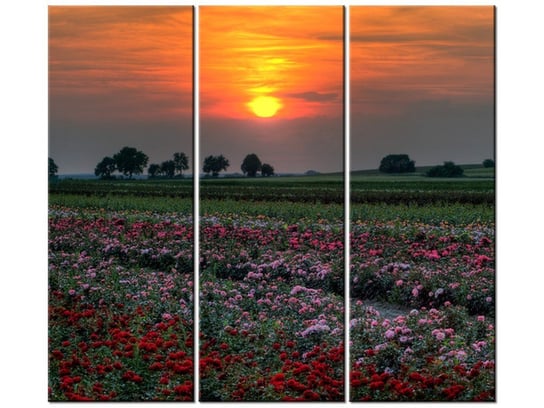 Obraz Zachód słońca nad polem kwiatów, 3 elementy, 90x80 cm Oobrazy