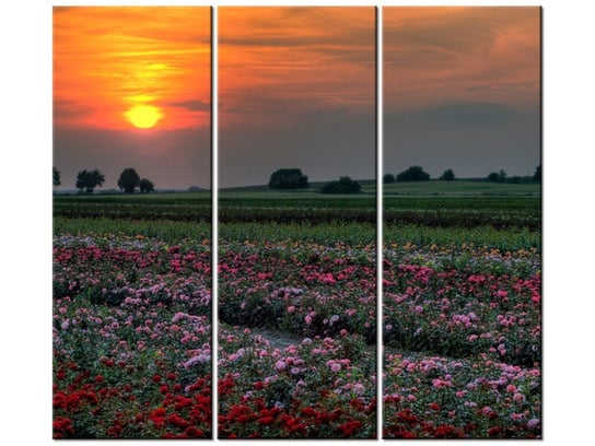 Obraz Zachód słońca nad polem kwiatów, 3 elementy, 90x80 cm Oobrazy