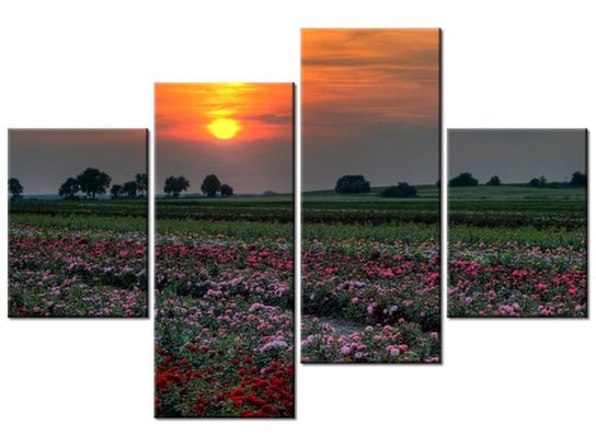 Obraz Zachód słońca nad polem kwiatów, 4 elementy, 120x80 cm Oobrazy