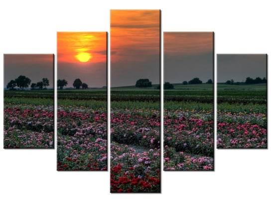 Obraz Zachód słońca nad polem kwiatów, 5 elementów, 150x105 cm Oobrazy