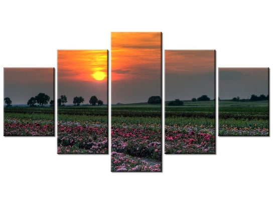 Obraz Zachód słońca nad polem kwiatów, 5 elementów, 150x80 cm Oobrazy