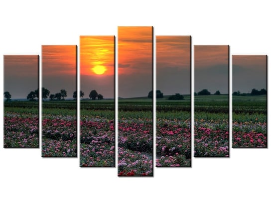 Obraz Zachód słońca nad polem kwiatów, 7 elementów, 140x80 cm Oobrazy