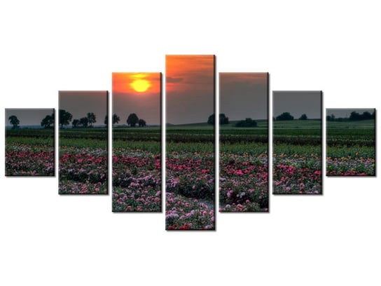 Obraz Zachód słońca nad polem kwiatów, 7 elementów, 210x100 cm Oobrazy