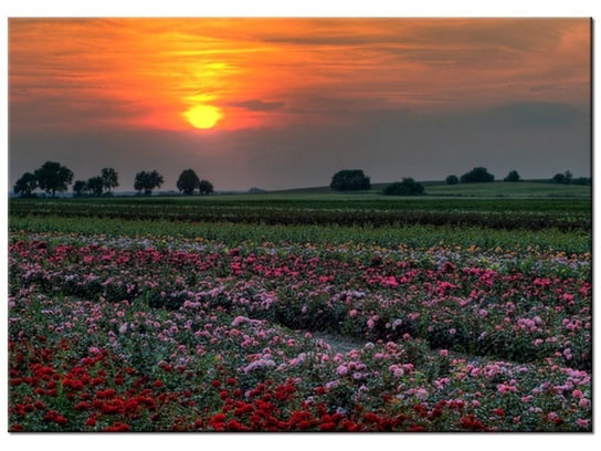 Obraz Zachód słońca nad polem kwiatów, 70x50 cm Oobrazy