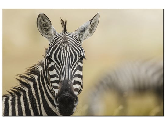 Obraz, Zebra, 120x80 cm Oobrazy