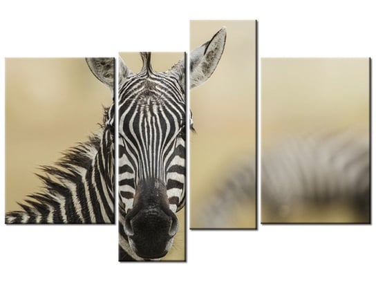 Obraz Zebra, 4 elementy, 130x85 cm Oobrazy
