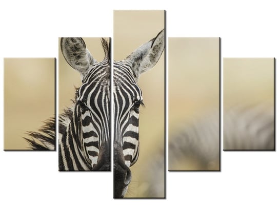 Obraz Zebra, 5 elementów, 100x70 cm Oobrazy