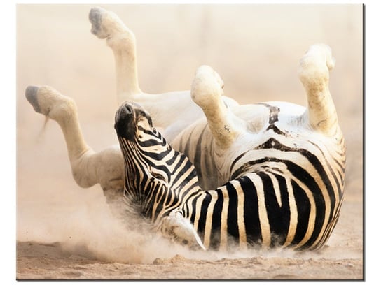 Obraz, Zebra, 50x40 cm Oobrazy