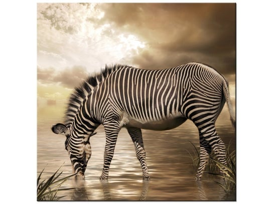 Obraz, Zebra przy wodopoju, 50x50 cm Oobrazy