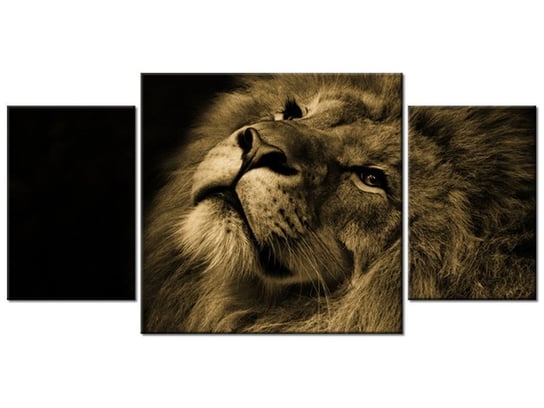 Obraz Złoty lew, 3 elementy, 80x40 cm Oobrazy