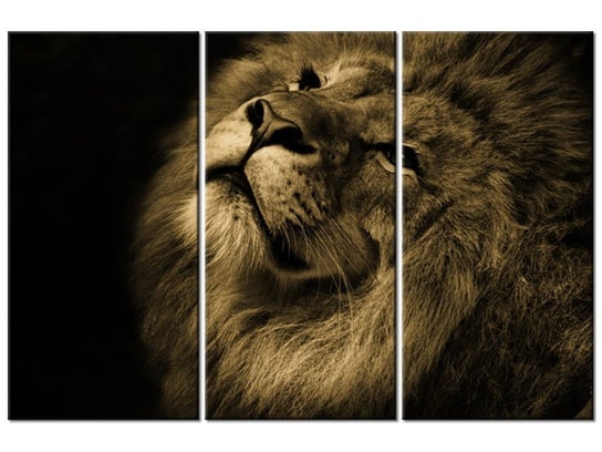 Obraz Złoty lew, 3 elementy, 90x60 cm Oobrazy
