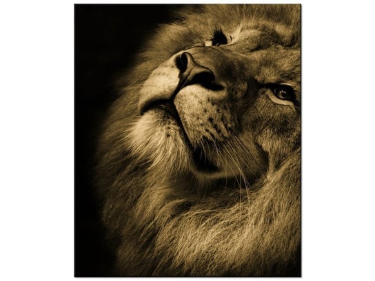 Obraz Złoty lew, 50x60 cm Oobrazy