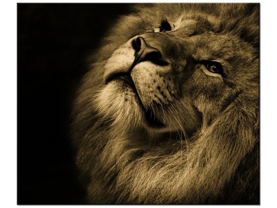 Obraz Złoty lew, 60x50 cm Oobrazy