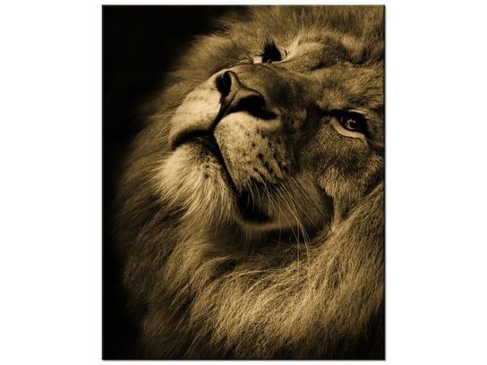 Obraz Złoty lew, 60x75 cm Oobrazy